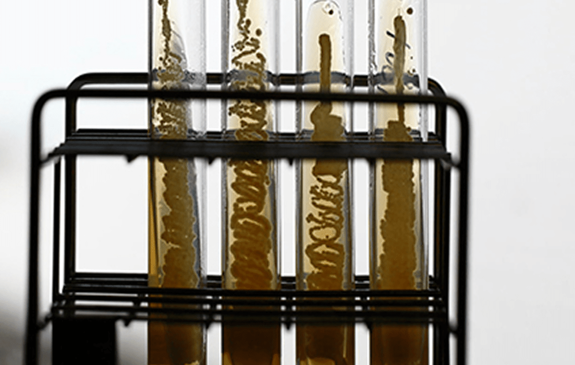 酵母培養イメージ