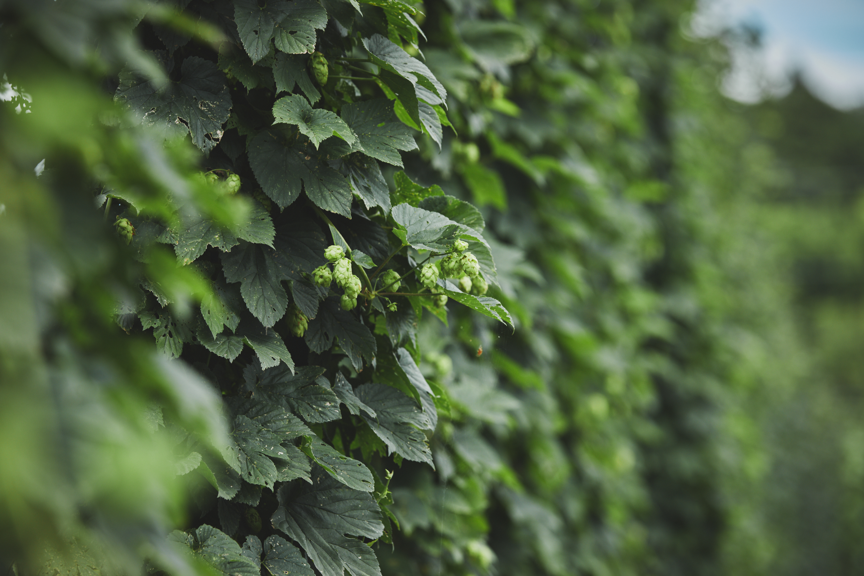 ホップイメージ